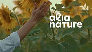 tournesol