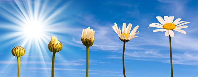 fleurs